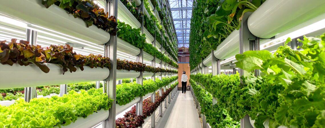 Vertical Farming: Chancen, Kosten, Skalierung im Check auf biutec.at