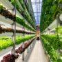 Vertical Farming: Chancen, Kosten, Skalierung im Check auf biutec.at